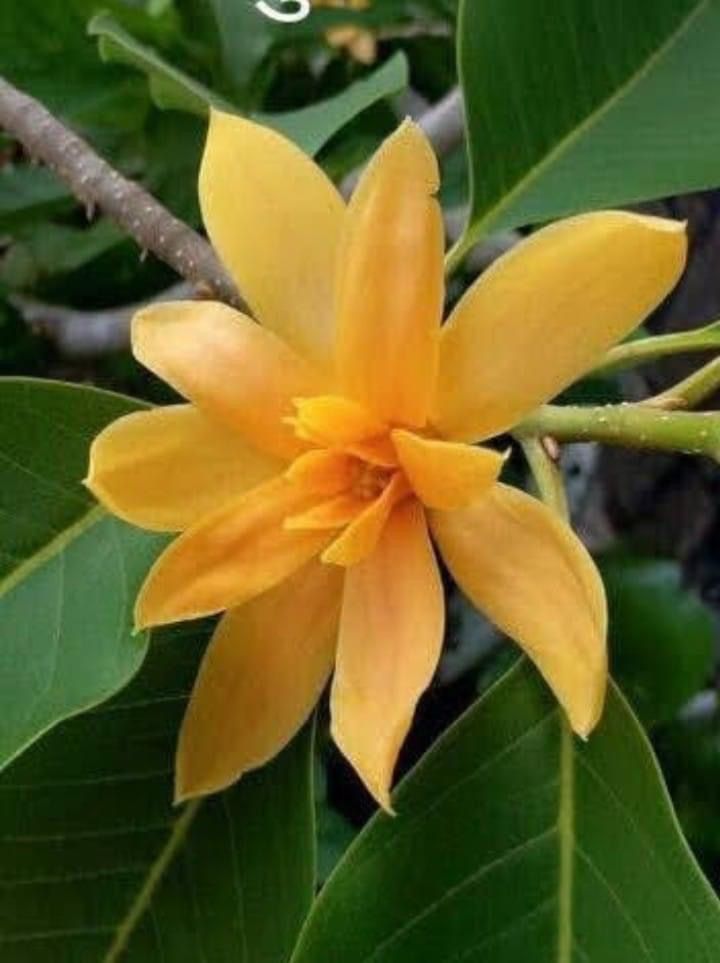 Michelia champaca Plant (Nagasampige/Golden Champa)